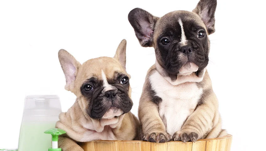 French bulldog grooming brush cheap